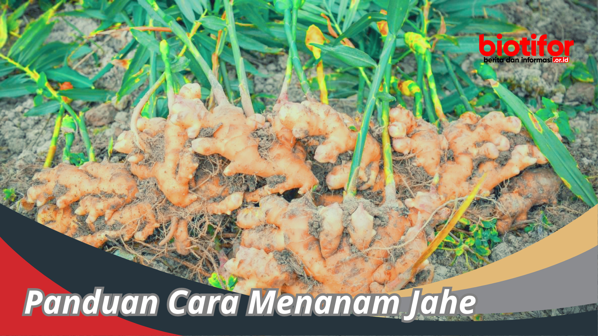 Cara Menanam Jahe : Panduan Lengkap Hasil Memuaskan !