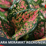 Cara Merawat Aglaonema