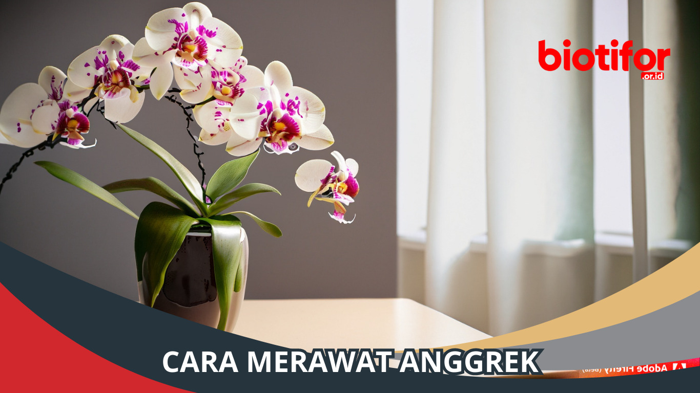 Cara Merawat Anggrek: Panduan untuk Pecinta Tanaman Hias