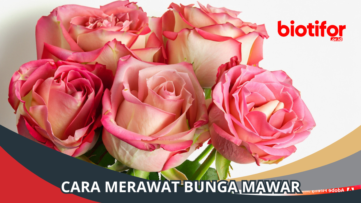 Cara Merawat Bunga Mawar dengan Benar