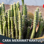 Cara Merawat Kaktus