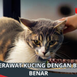 Cara Merawat Kucing