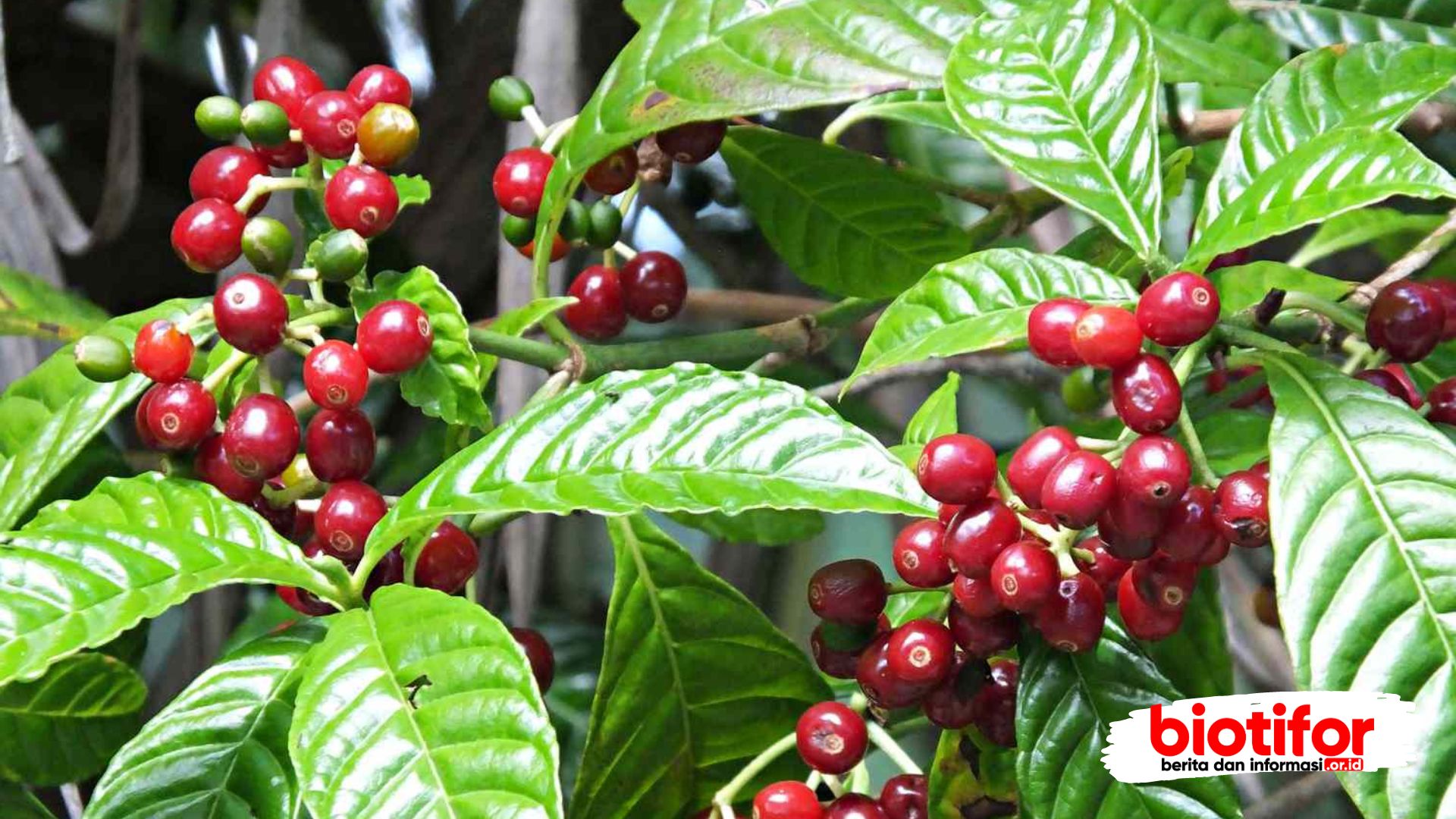 Coffea arabica