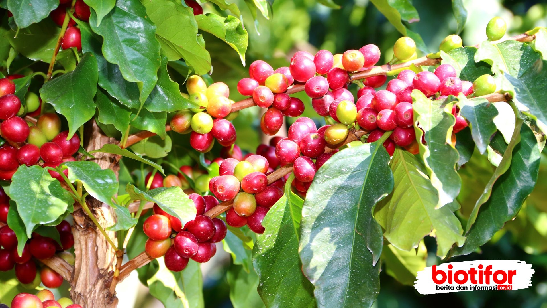 Coffea canephora