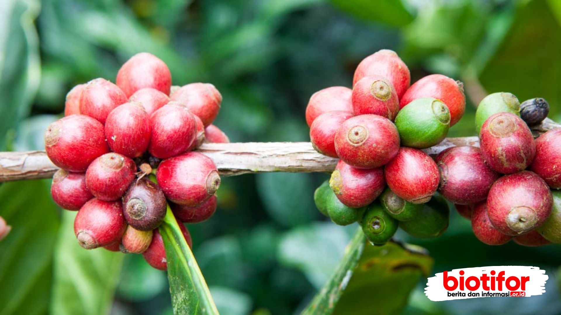 Coffea liberica