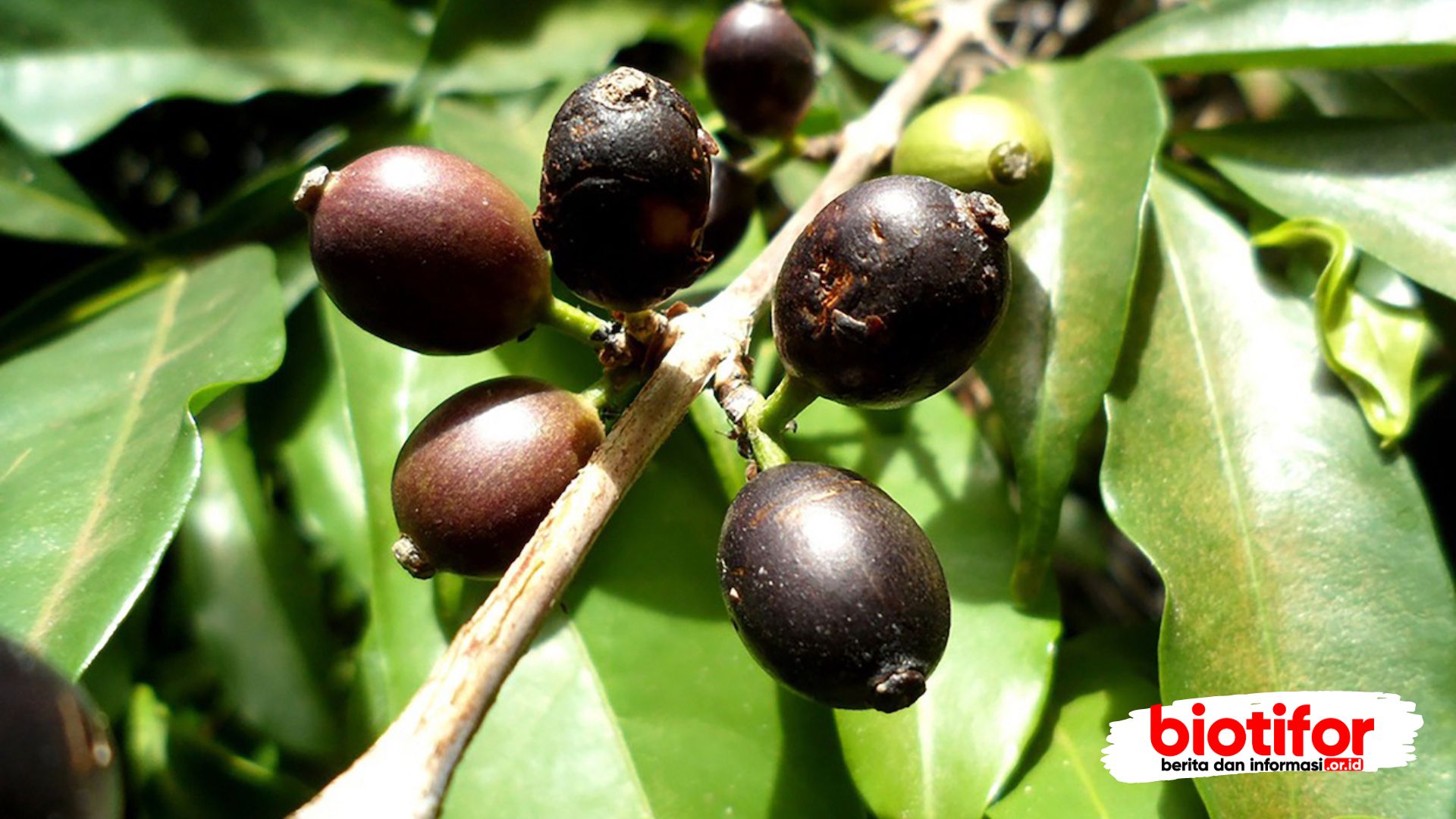 Coffea stenophylla