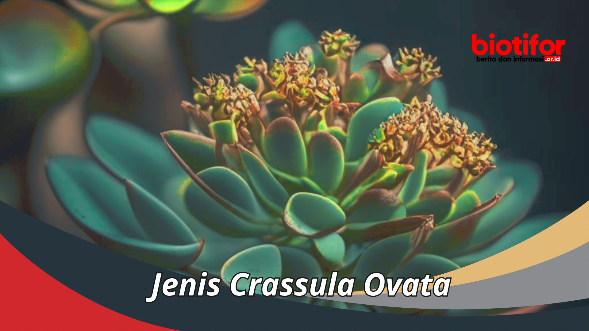 Berbagai Jenis Crassula Ovata : Panduan Lengkap