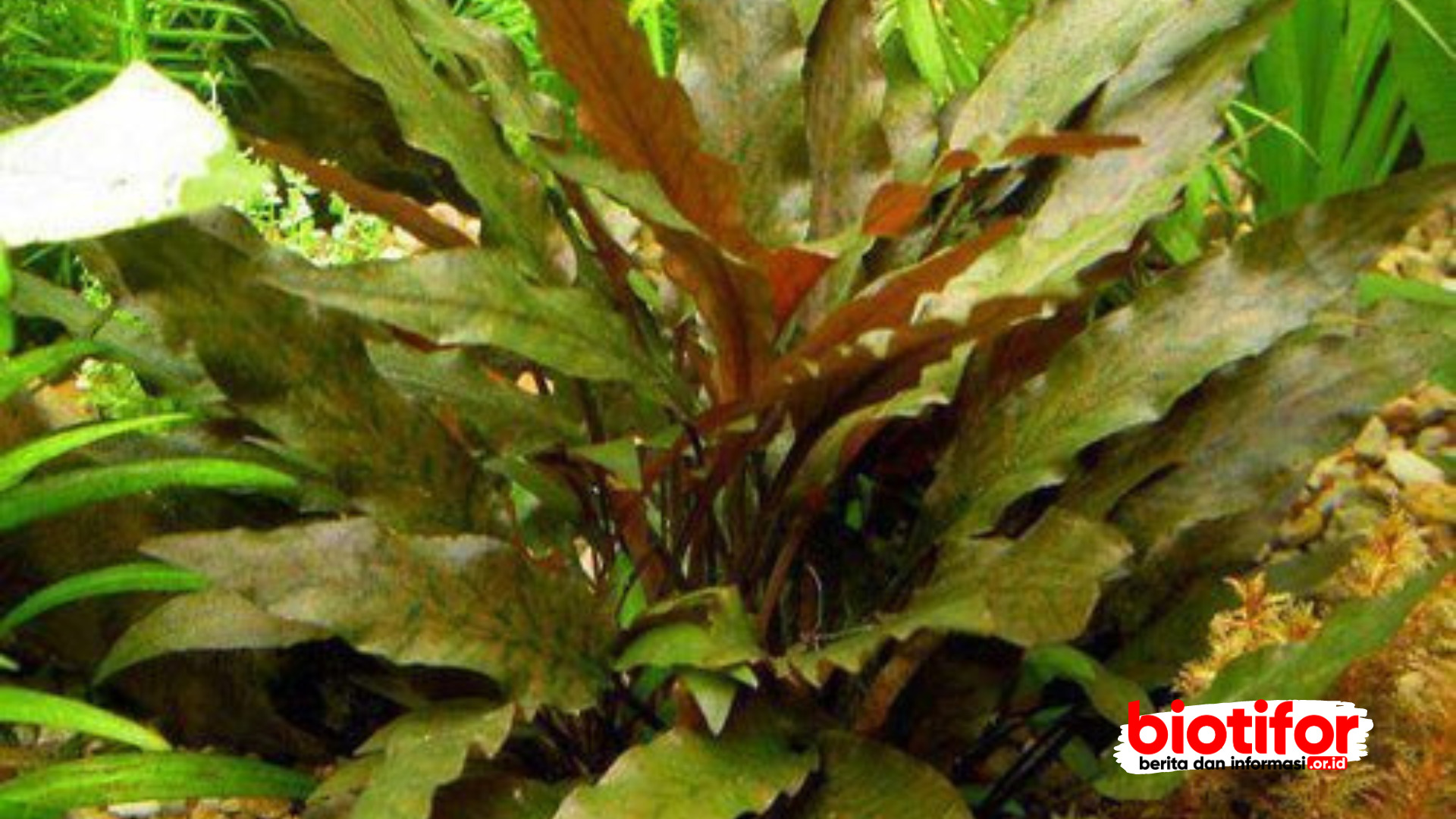 Cryptocoryne Wendtii