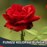 Fungsi Kelopak Bunga