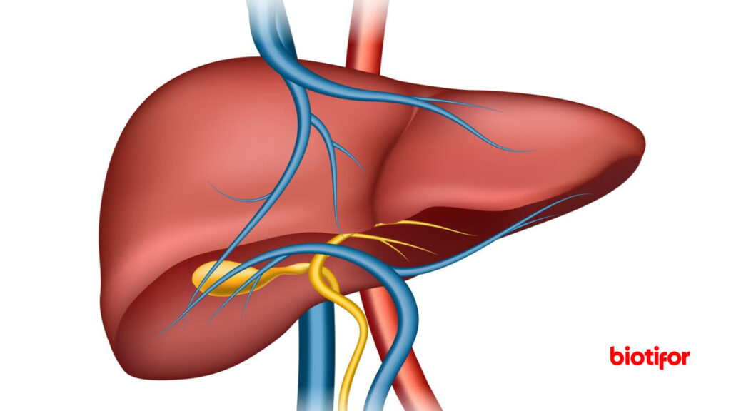 Fungsi Organ Hati Pada Tubuh Manusia