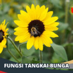 Fungsi Tangkai Bunga