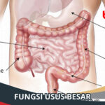 Fungsi Usus Besar