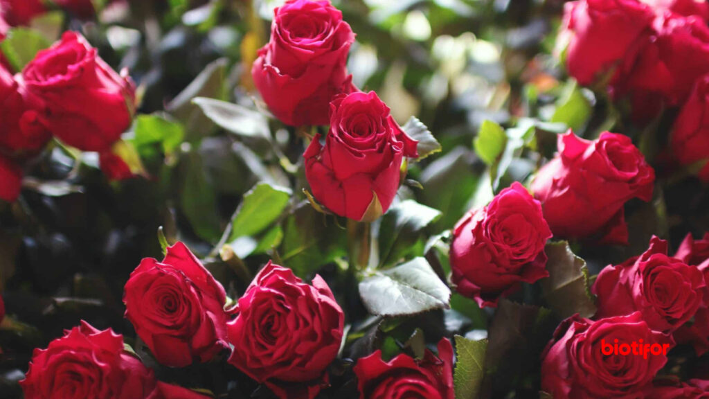 Hadiah bunga mawar - Mitos Hadiah yang Bikin Langgeng