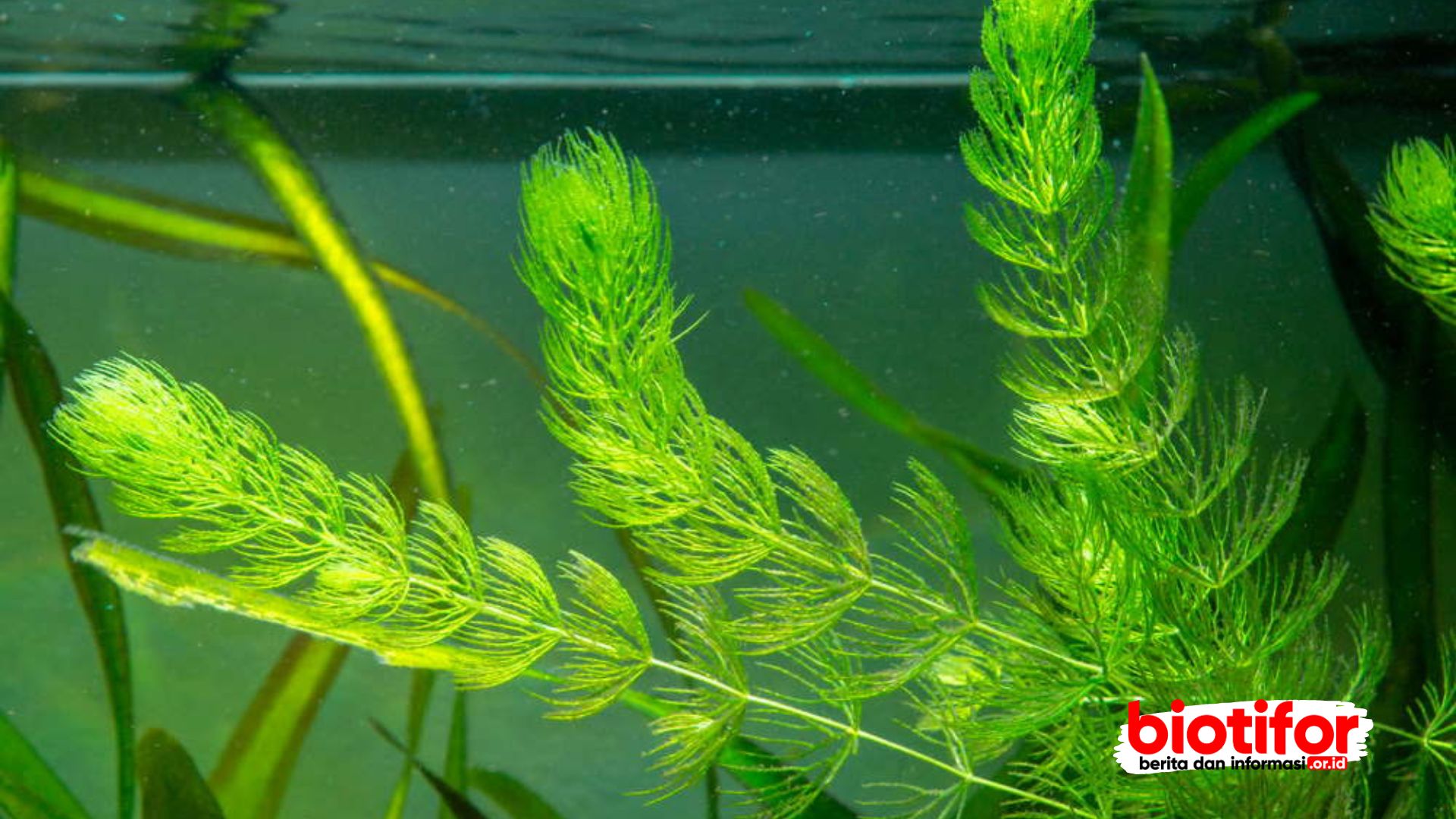 Hornwort