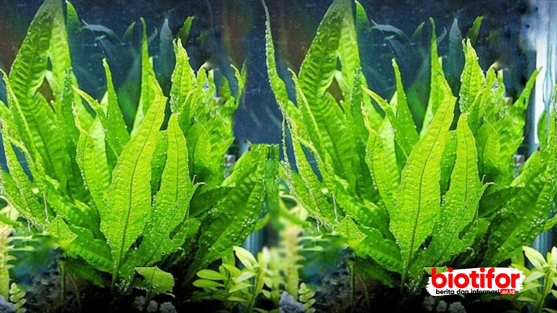 Java Fern