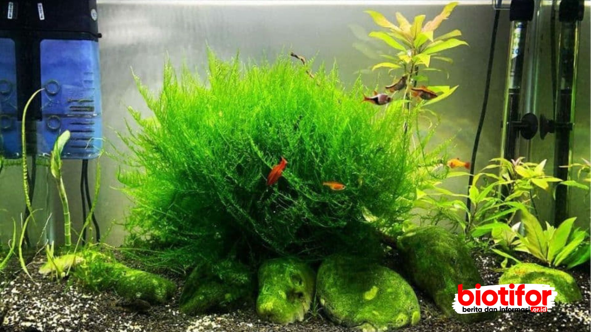 Java Moss