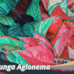 Jenis Bunga Aglonema