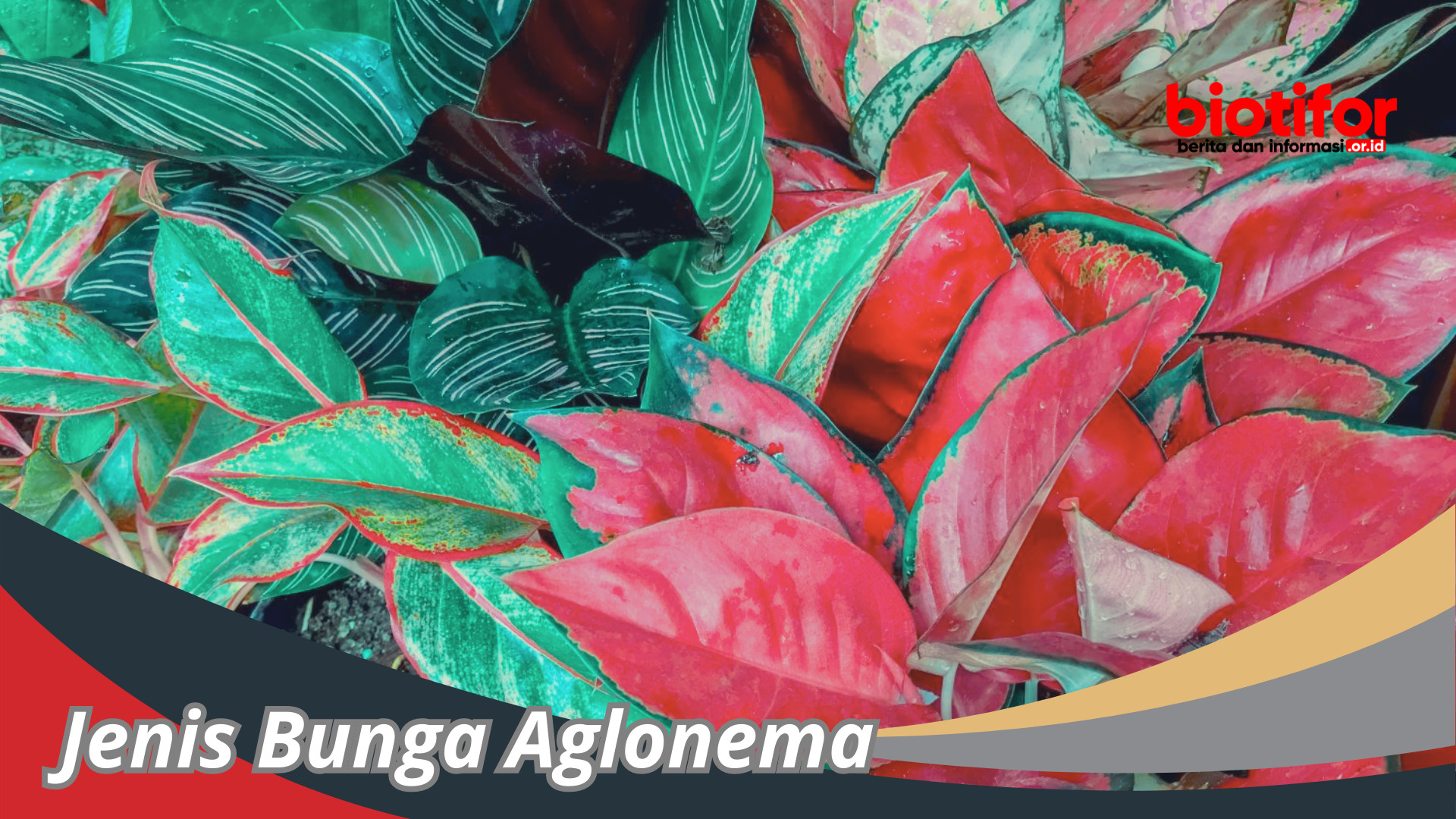 Jenis Bunga Aglonema: Bunga Menarik Dan Beragam