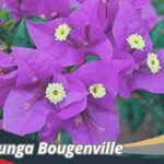 Jenis Bunga Bougenville