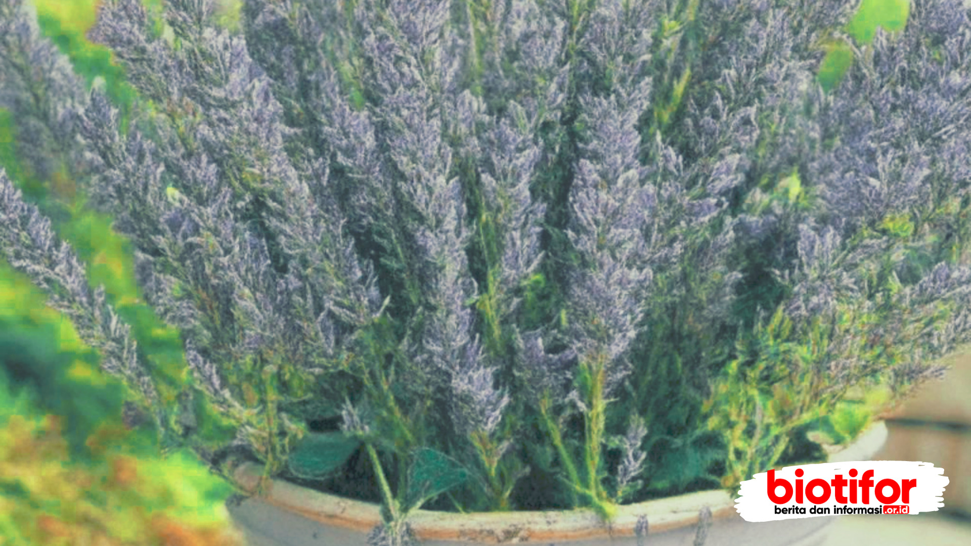 jenis bunga lavender