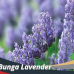 Jenis Bunga Lavender