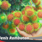 Jenis-Jenis Rambutan