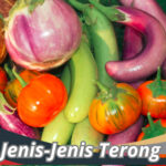 Jenis-Jenis Terong