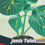 Jenis Talas