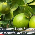 Jenis Tanaman Buah: Panduan untuk Memulai Kebun Buah