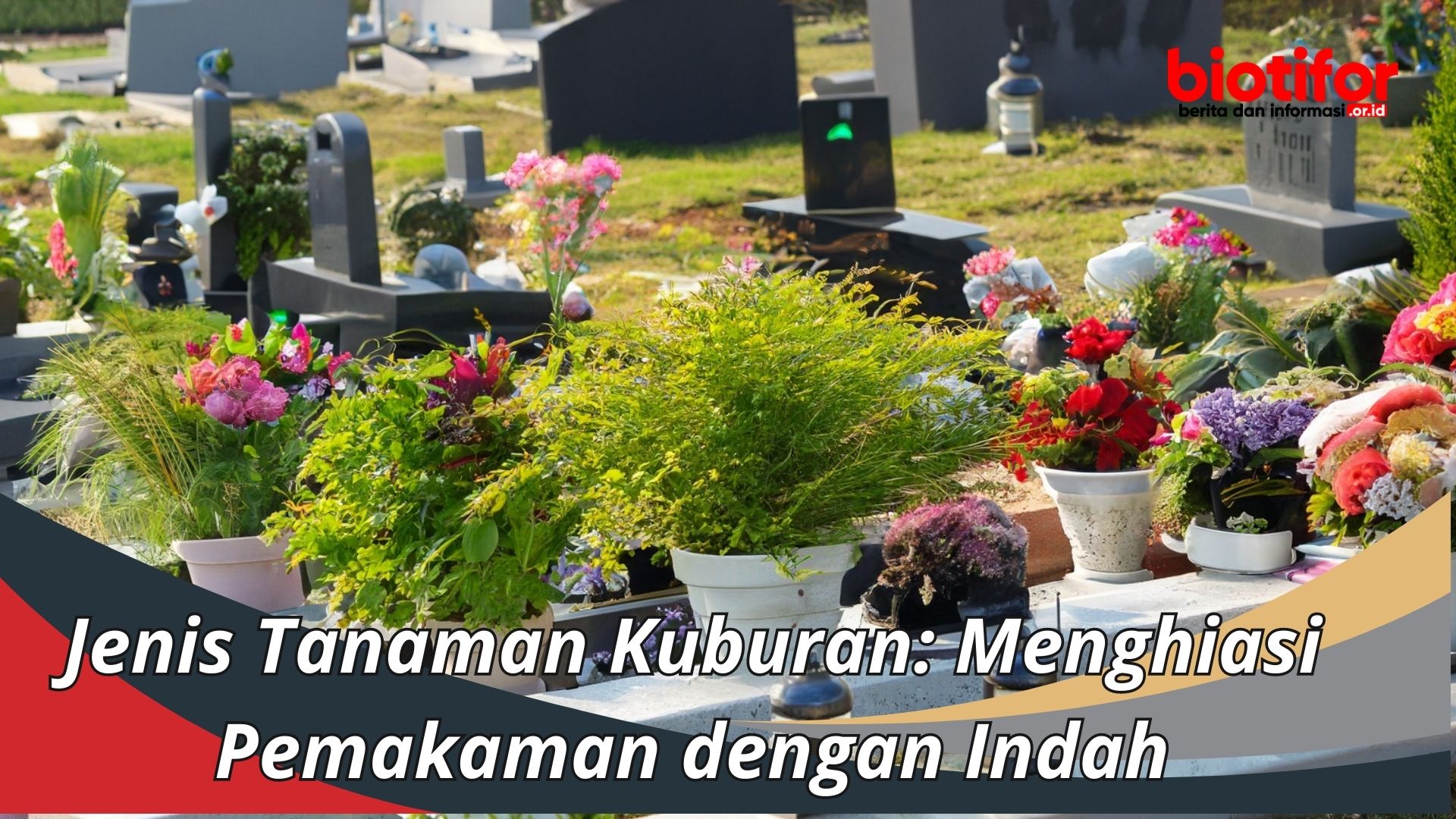 Jenis Tanaman Kuburan: Menghiasi Pemakaman dengan Indah