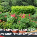 Jenis Tanaman Landscape: Mempercantik Taman dengan Indah