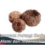 Jenis Tanaman Porang: Keajaiban Alami dari Indonesia