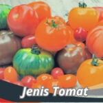 Jenis Tomat