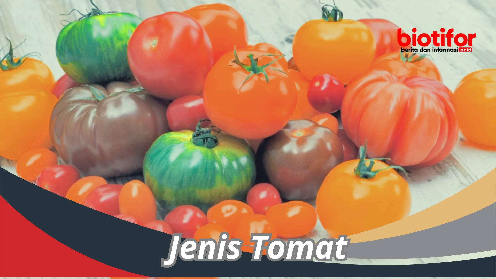 Nama Dan Jenis Tomat Yang Harus Kalian Ketahui