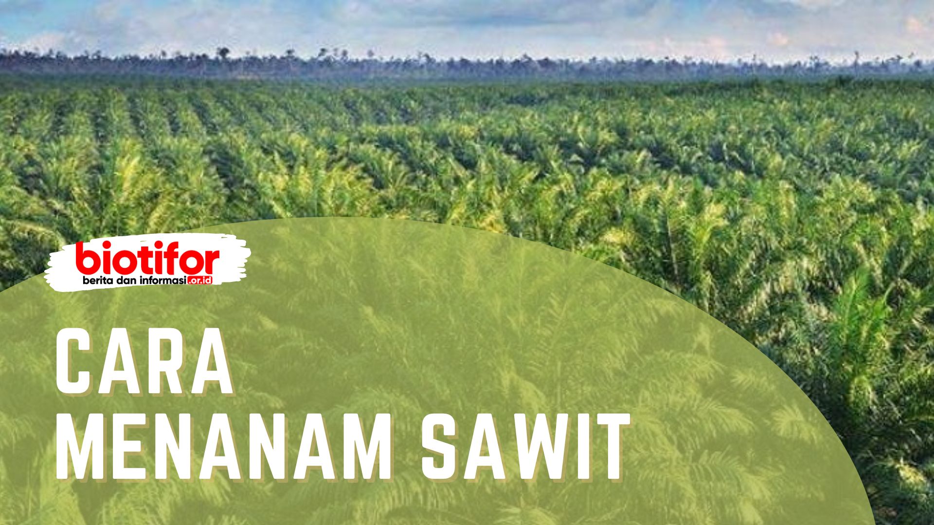 cara menanam sawit