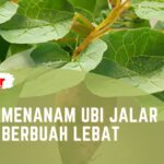 Cara Menanam Ubi Jalar Agar Berbuah Lebat