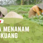 cara menanam bengkuang