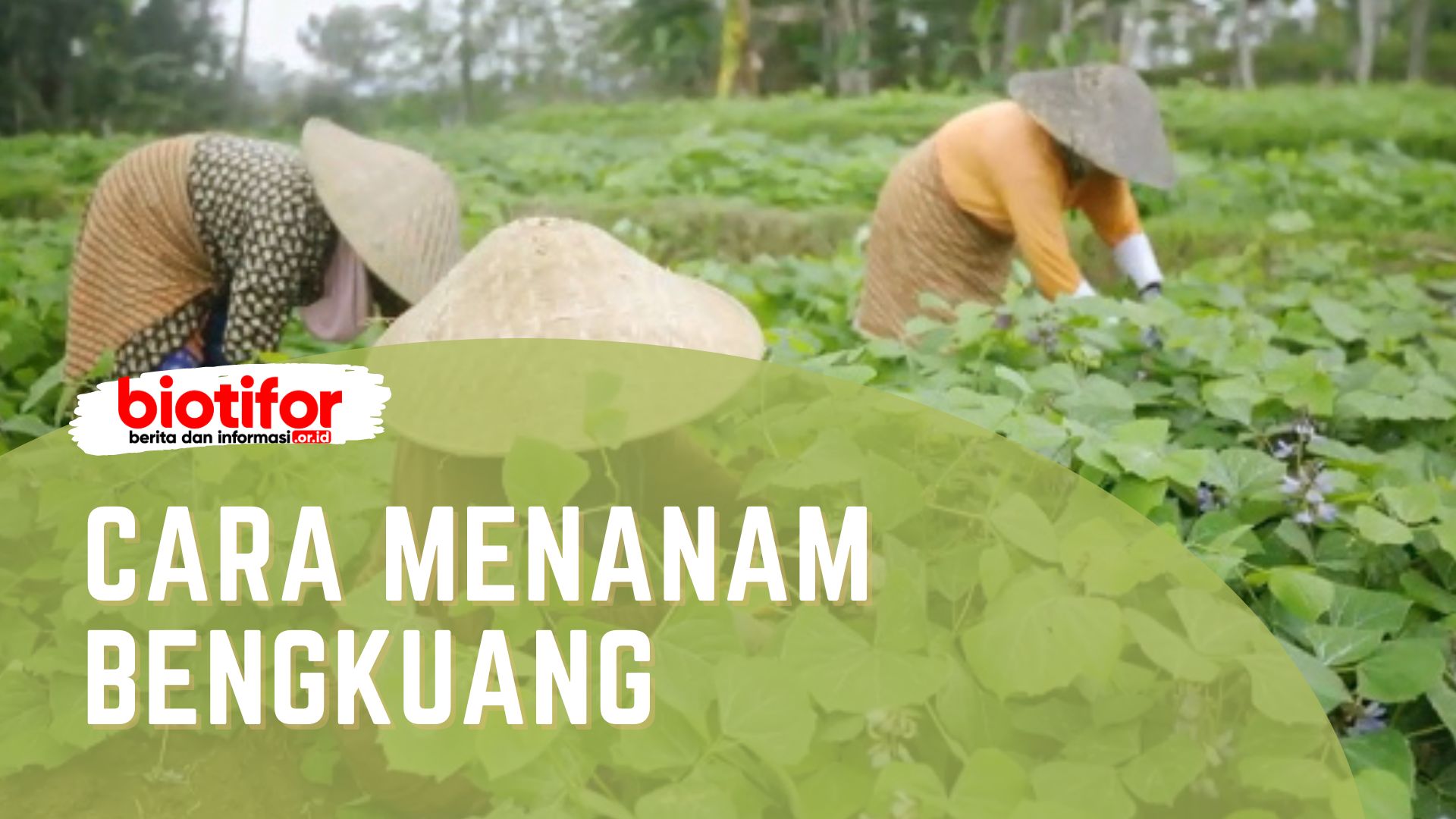 Cara Menanam Bengkuang