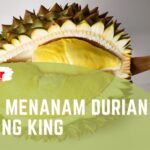 Cara Menanam Durian Musang King