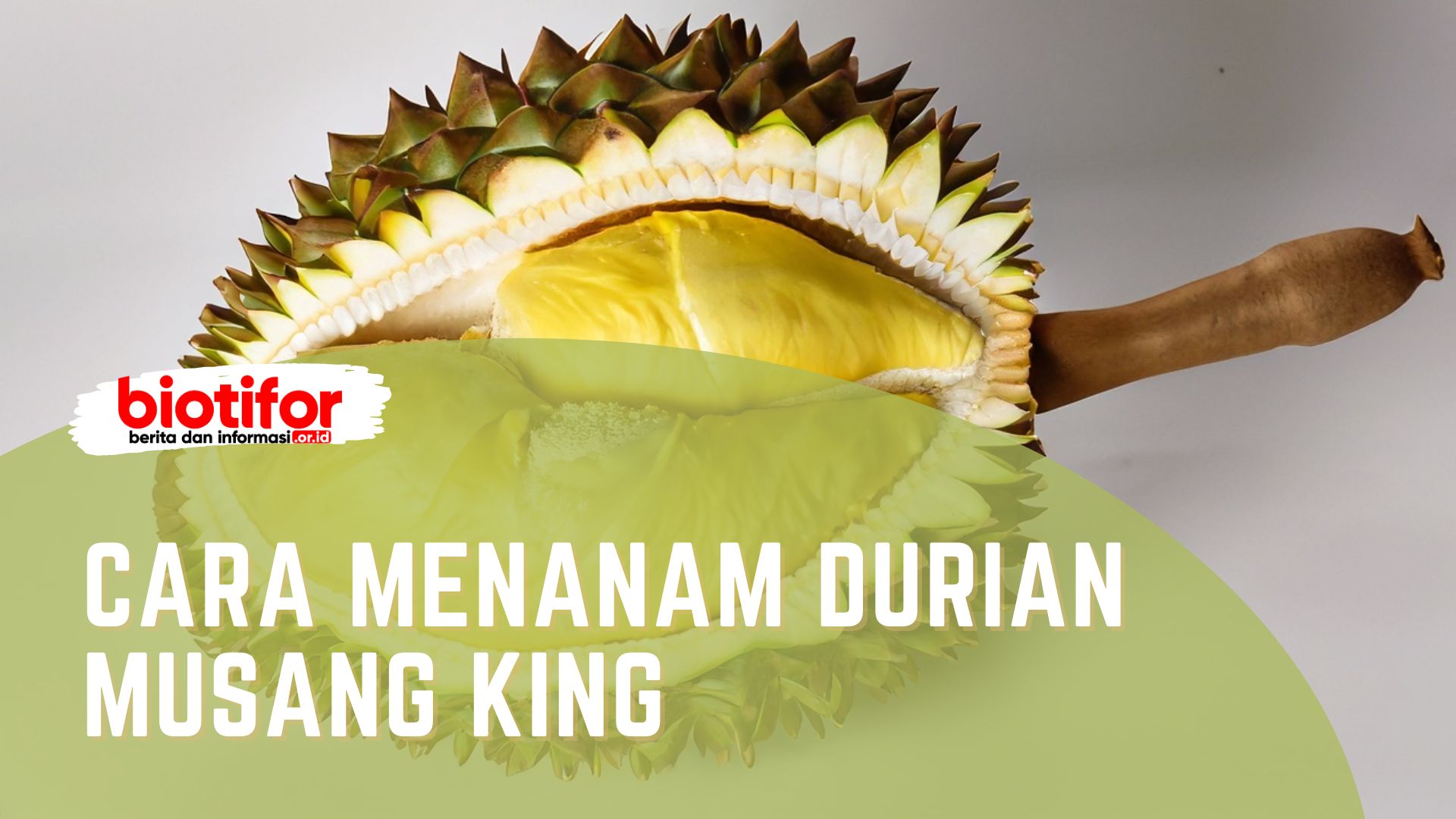 Cara Menanam Durian Musang King