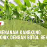 Cara Menanam Kangkung Hidroponik dengan Botol Bekas