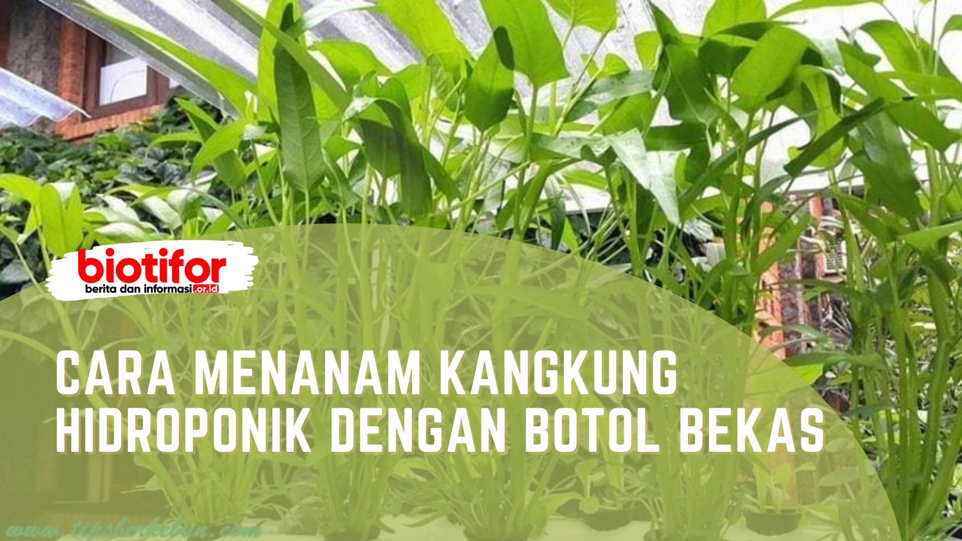 Cara Menanam Kangkung Hidroponik dengan Botol Bekas
