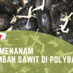 Cara Menanam Kecambah Sawit di Polybag