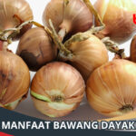 Manfaat Bawang Dayak