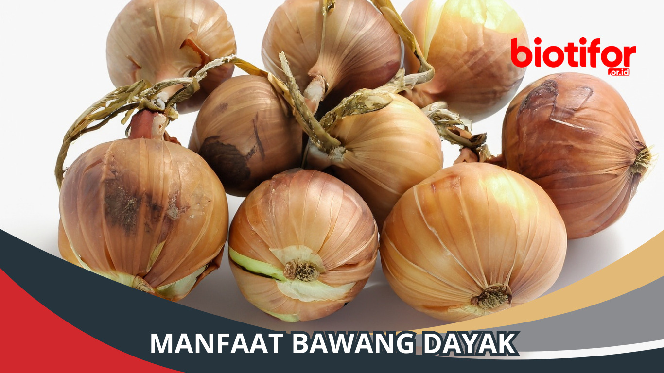 8 Manfaat Bawang Dayak: Meningkatkan Kekebalan Tubuh