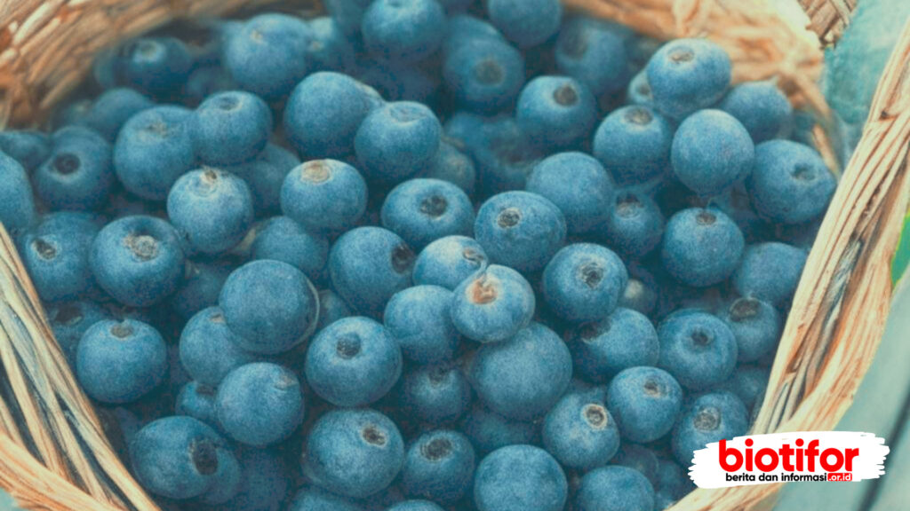 Pengertian Dan Manfaat Blueberry Kelebihan Yang Luar Biasa