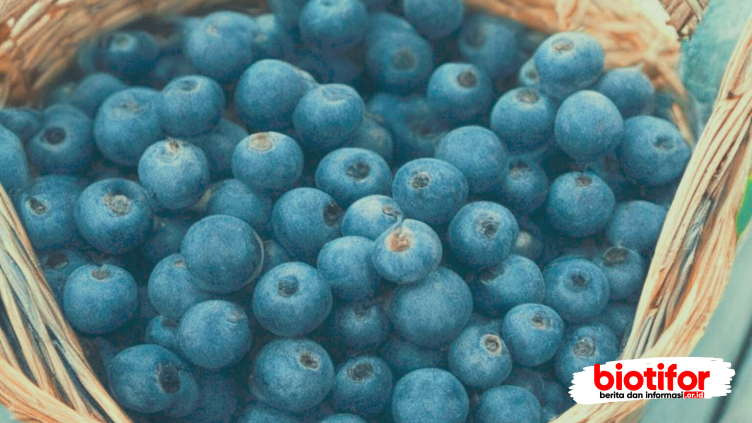 Pengertian Dan Manfaat Blueberry Kelebihan Yang Luar Biasa