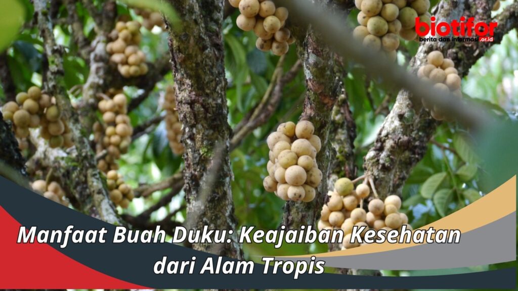 Buah Duku: Berkah Alam untuk Kesehatan