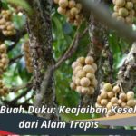 Manfaat Buah Duku: Keajaiban Kesehatan dari Alam Tropis