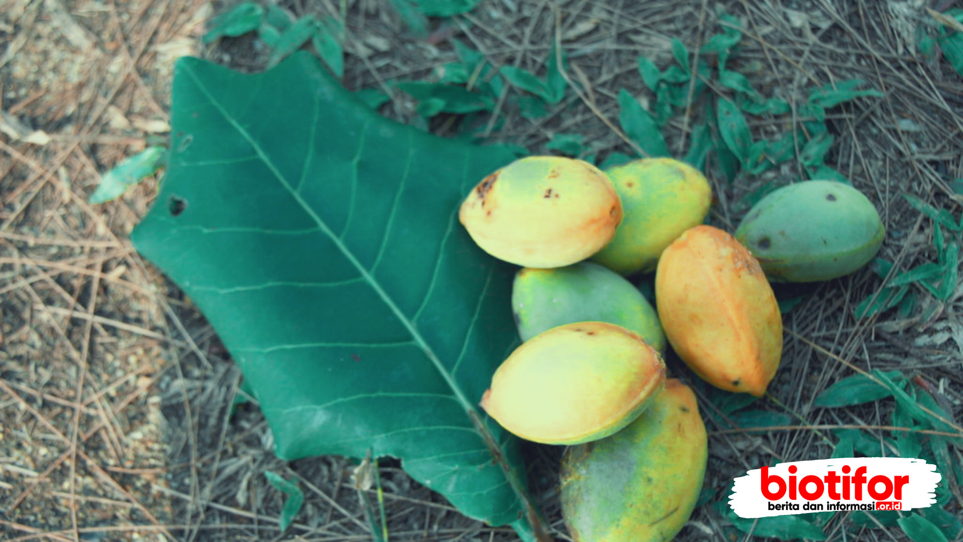 manfaat buah ketapang